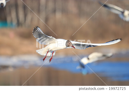 Seagull water spring snows spring 19972725