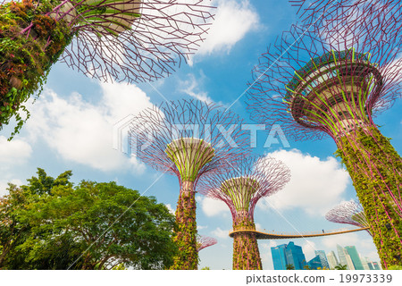 View of The Supertree Grove at Gardens by the Bay 19973339