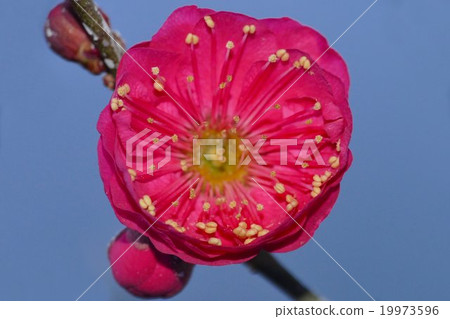 Plum blossom (macro) Plum blossom (macro) 19973596
