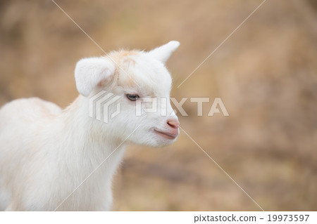Cute little kid goat 19973597
