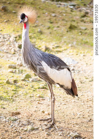 白冠鶴 白冠鶴 19973830