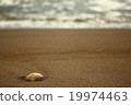 Seashell on the beach 19974463