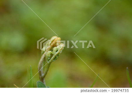 Bracken Bracken 19974735