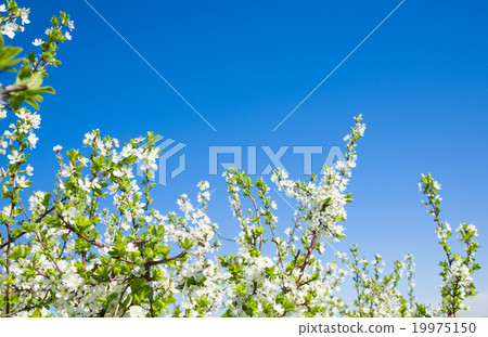 flowers in spring 19975150