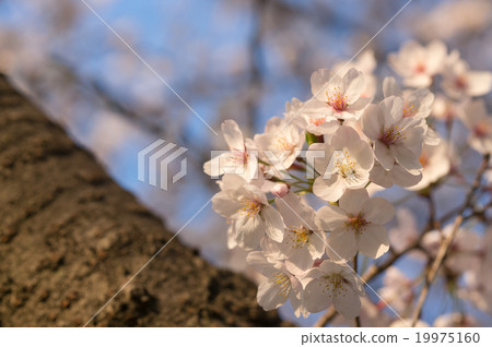 Cherry blossoms in full bloom taking a sunset Cherry blossoms in full bloom taking a sunset 19975160