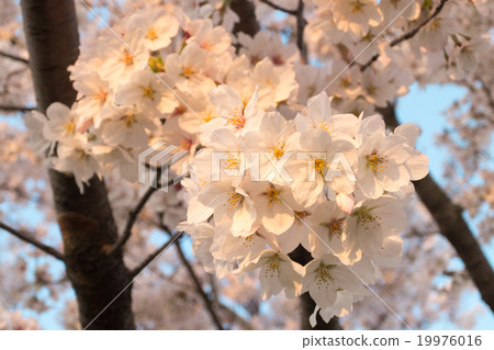 櫻花盛開在夕陽下 19976016
