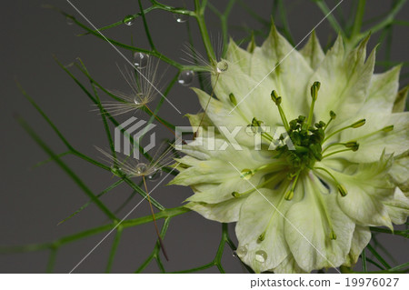 Two Gella White and Dandelion Fluffy Water Drop Photo 19976027