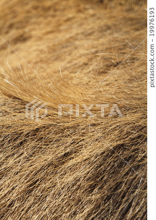 Capybara's coat 19976193