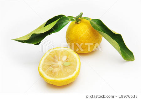 Citron Citron 19976535