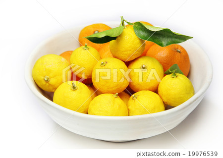 柚子和橘子 19976539