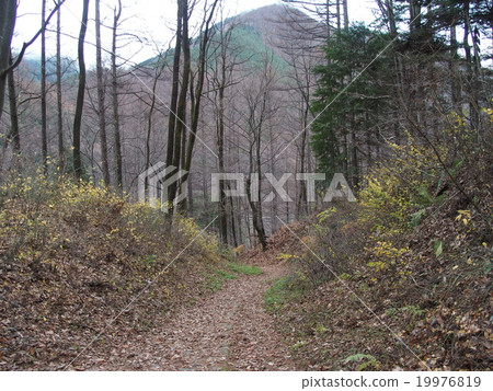 Forest road / natural image (22) Forest road / natural image (22) 19976819