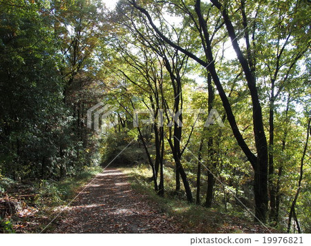 Forest road / natural image (24) Forest road / natural image (24) 19976821