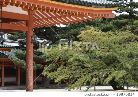 Heian Shrine Cherry tree in front of Kagura Den 19976834