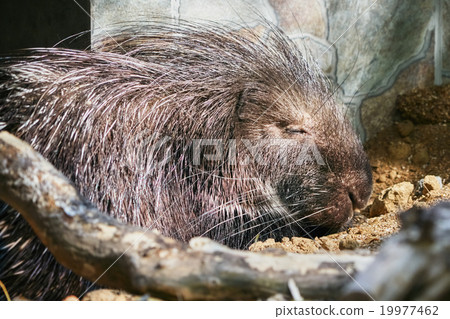 Sleeping Porcupine in zoo Sleeping Porcupine in zoo 19977462