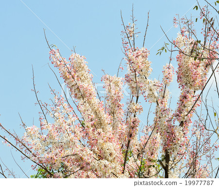 Pink shower blossom Pink shower blossom 19977787