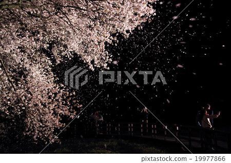 Cherry blossoms in one row of cherry blossom light up 19977866