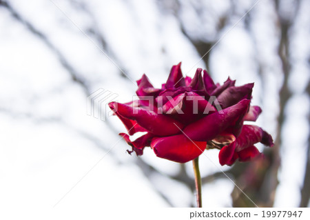 Withered rose Withered rose 19977947