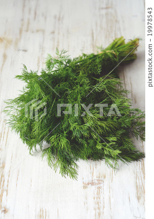 bunch of fresh  dill 19978543