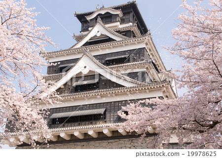 熊本城堡和櫻花樹 熊本城堡和櫻花樹 19978625