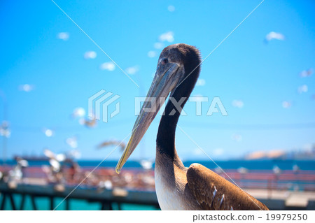 pelican . pelican . 19979250