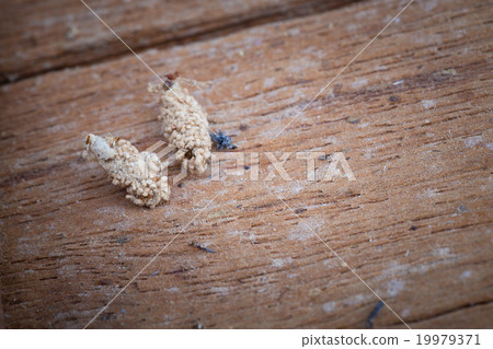 a nest of insect 19979371