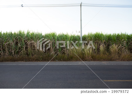 sugar cane 19979372