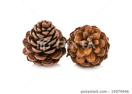 cones various coniferous trees isolated on white cones various coniferous trees isolated on white 19979946