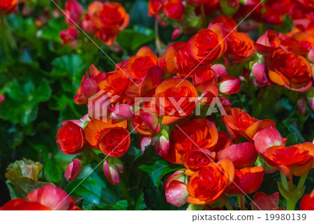 Red Begonia flowers in the garden 19980139