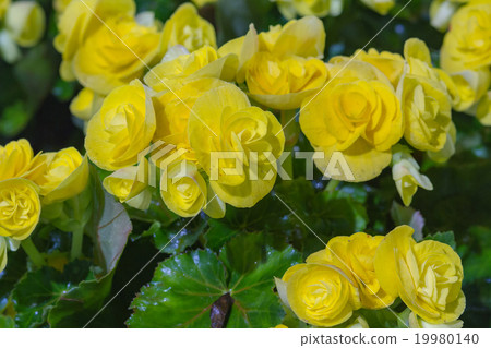 Yellow Begonia flowers in the garden Yellow Begonia flowers in the garden 19980140