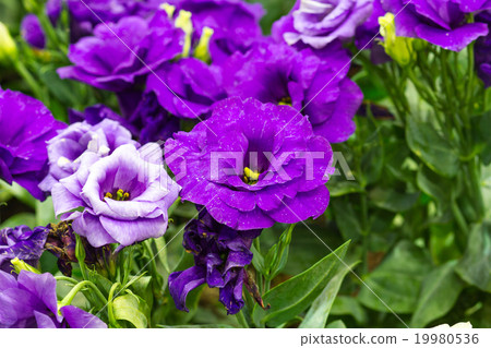 Violet gloxinia in brown pot on the border Violet gloxinia in brown pot on the border 19980536