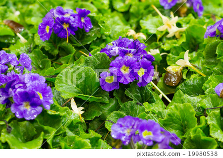 Violet gloxinia in brown pot on the border Violet gloxinia in brown pot on the border 19980538