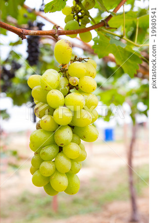 Green grapes on vine sunset time Green grapes on vine sunset time 19980541