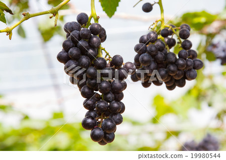 Grapes on vine sunset time Grapes on vine sunset time 19980544