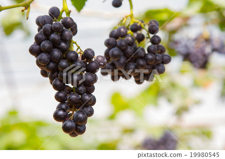 Grapes on vine sunset time Grapes on vine sunset time 19980545