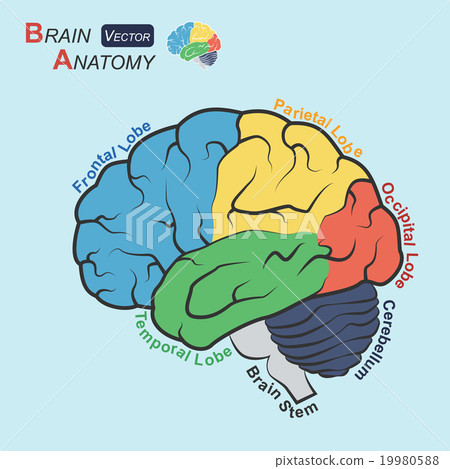 插图素材: brain anatomy ( flat design )