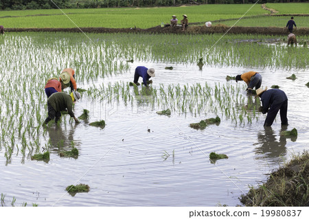 Thai farmer in rice field Thai farmer in rice field 19980837