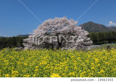 黑部的Edohigan櫻花和油菜花 黑部的Edohigan櫻花和油菜花 19981503