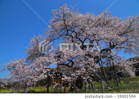 黑部的Edohigan櫻花樹 黑部的Edohigan櫻花樹 19981504