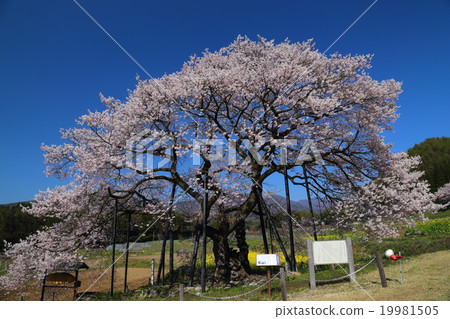 黑部的Edohigan櫻花樹 19981505