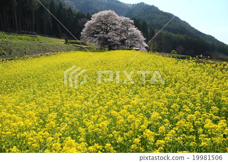 黑部的Edohigan櫻花和油菜花 黑部的Edohigan櫻花和油菜花 19981506