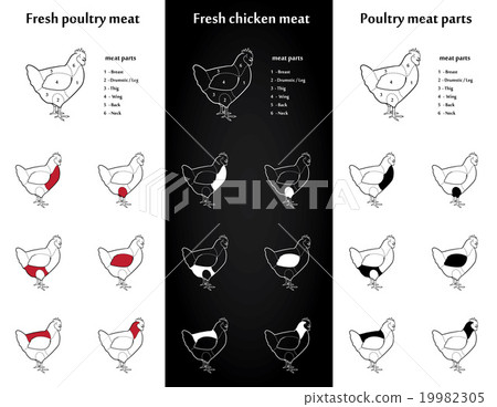 Farm chicken meat parts Icons for packaging 19982305