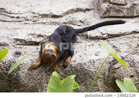 golden-headed lion tamarin 19982326
