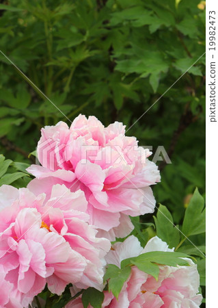 牡丹 牡丹 19982473