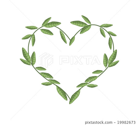 Green Vine Leaves in Beautiful Heart Shape Green Vine Leaves in Beautiful Heart Shape 19982673