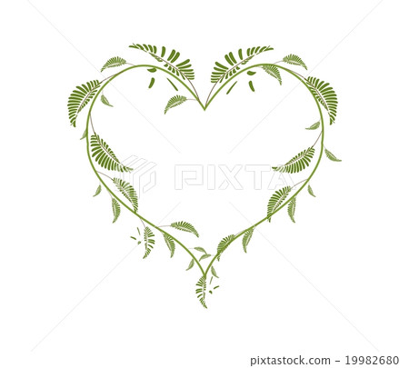 Beautiful Green Vine Leaves in A Heart Shape 19982680