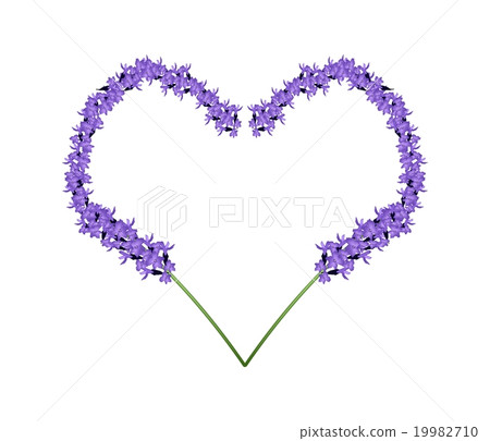 Purple Lavender Flowers in Heart Shape Frame 19982710