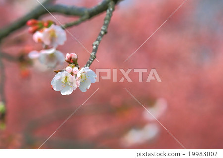 Cherry Blossom Flower Cherry Blossom Flower 19983002