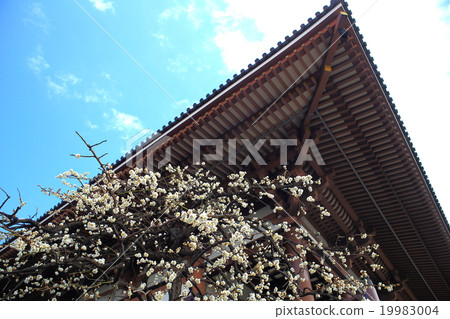 White roof and temple roof and blue sky White roof and temple roof and blue sky 19983004