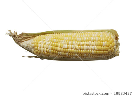Organic corn on background Organic corn on background 19983457