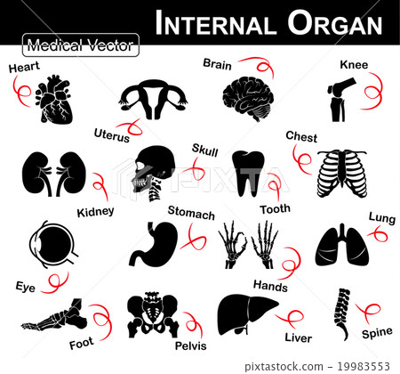 Internal Organ icon  19983553